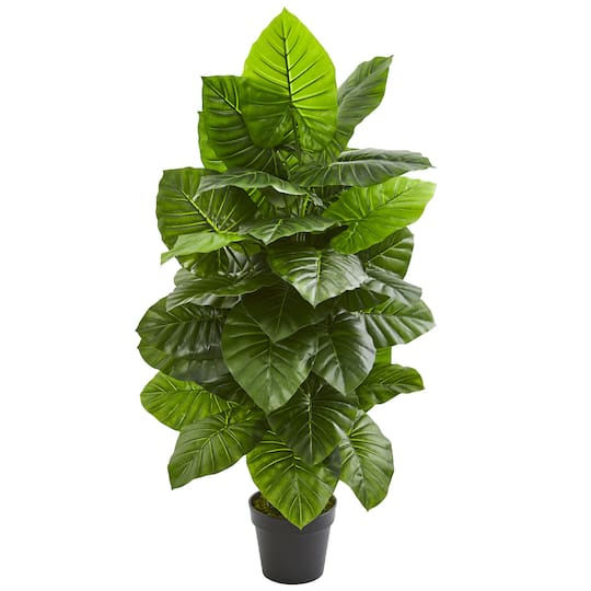 4ft. Potted Taro Plant
